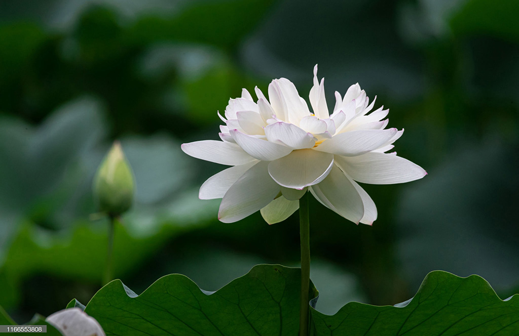 Hình hoa sen trắng