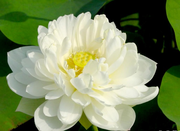 Hình hoa sen trắng