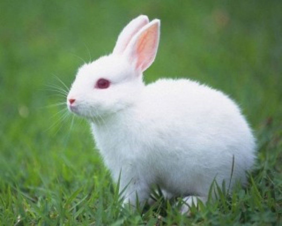 Hình ảnh con thỏ dễ thương
