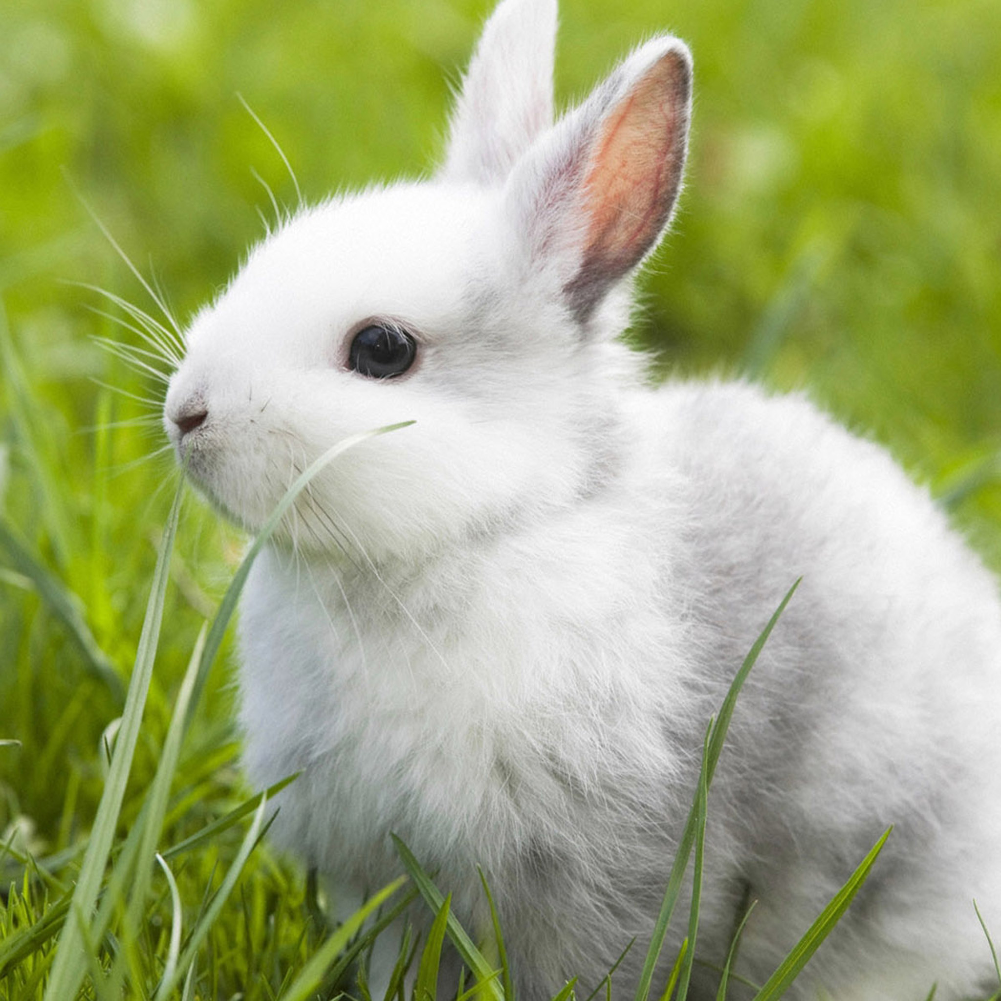 Hình ảnh con thỏ trắng đẹp