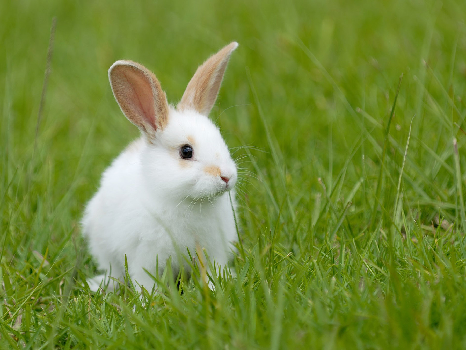 Hình ảnh con thỏ tô màu
