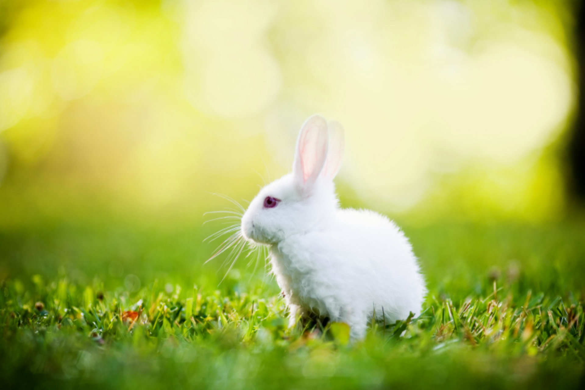 Hình ảnh về con thỏ đẹp