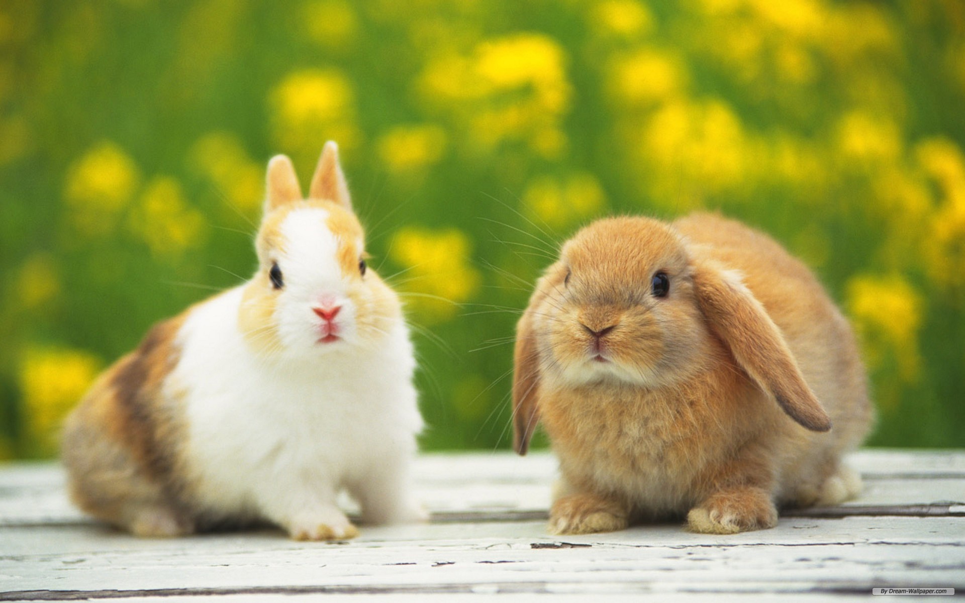 Hình ảnh 2 chú thỏ