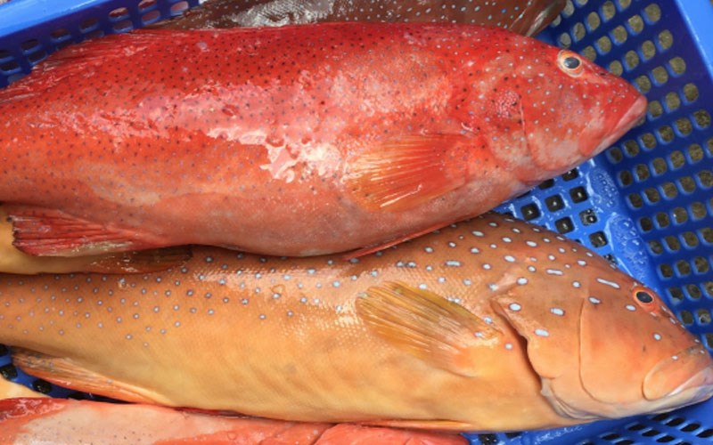 Hình ảnh cá mú đỏ
