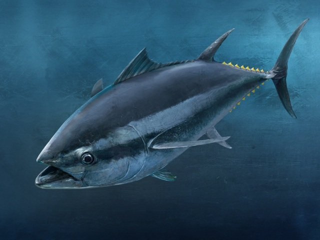 Hình ảnh cá ngừ đại dương