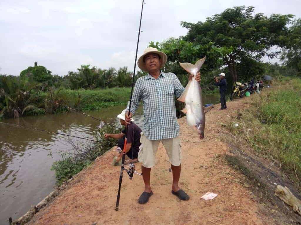 160+ hình ảnh cá tra Việt Nam, đang xuất khẩu nhiều nhất