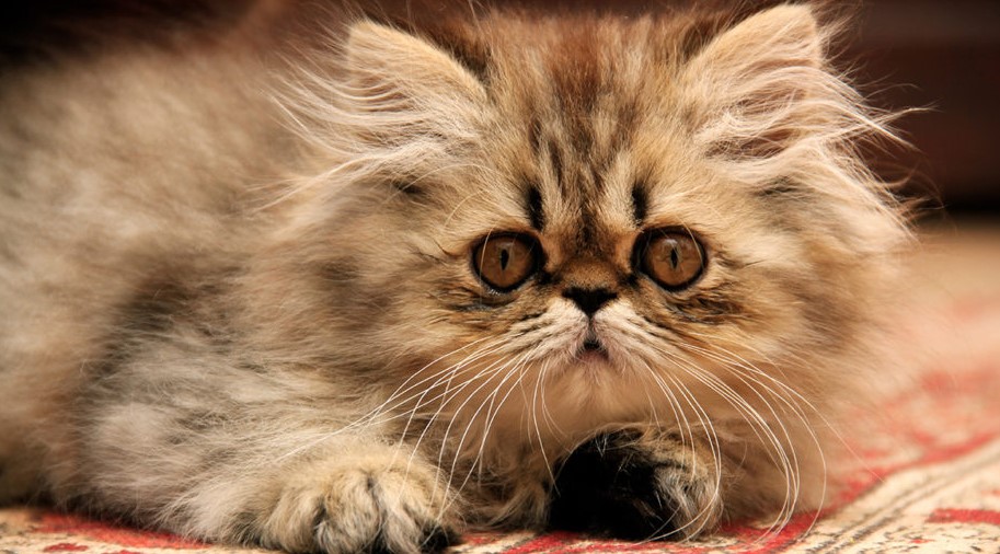Hình ảnh mèo Ba Tư