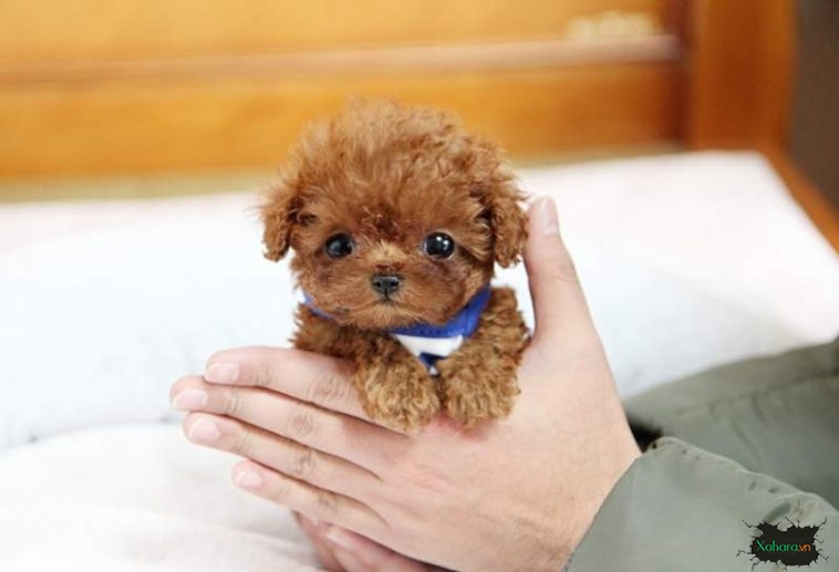 Hình ảnh chó poodle cute