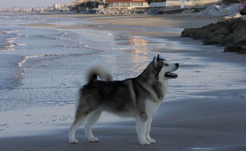 Hình ảnh chú chó alaska