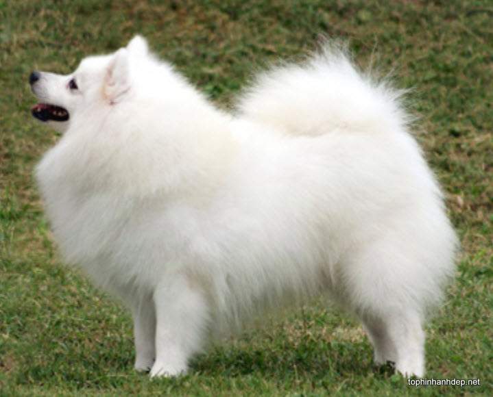 Hình ảnh chó alaska màu trắng