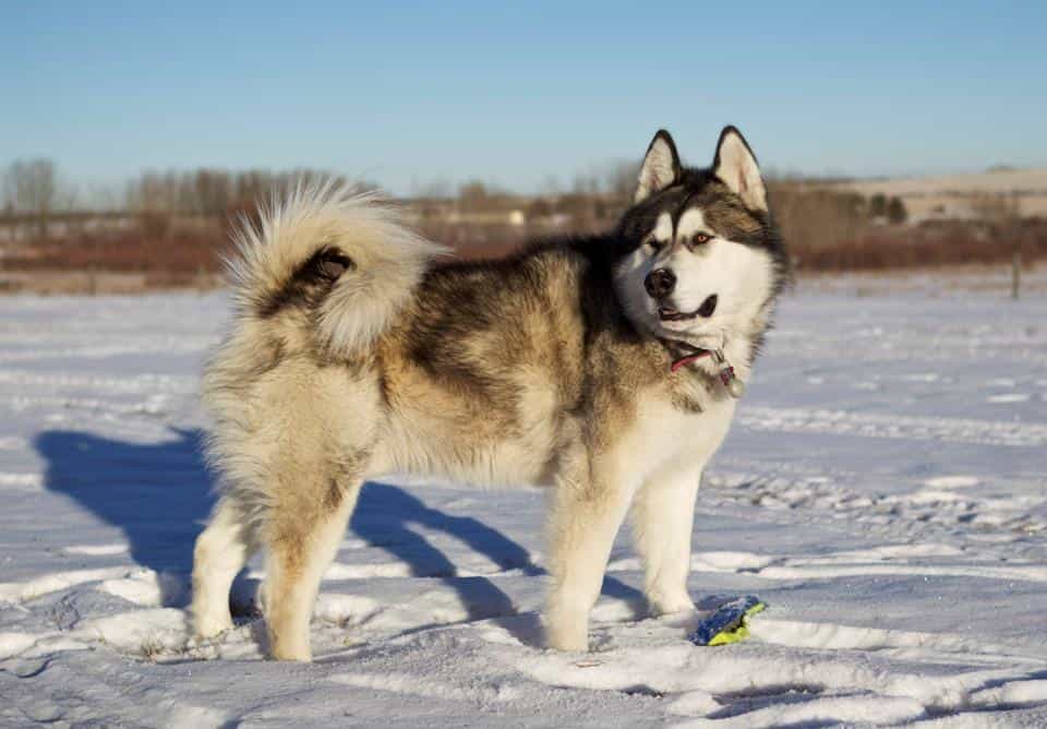 Hình ảnh chó alaska