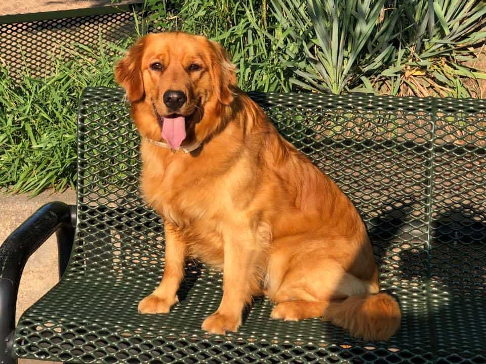 Hình ảnh chó golden