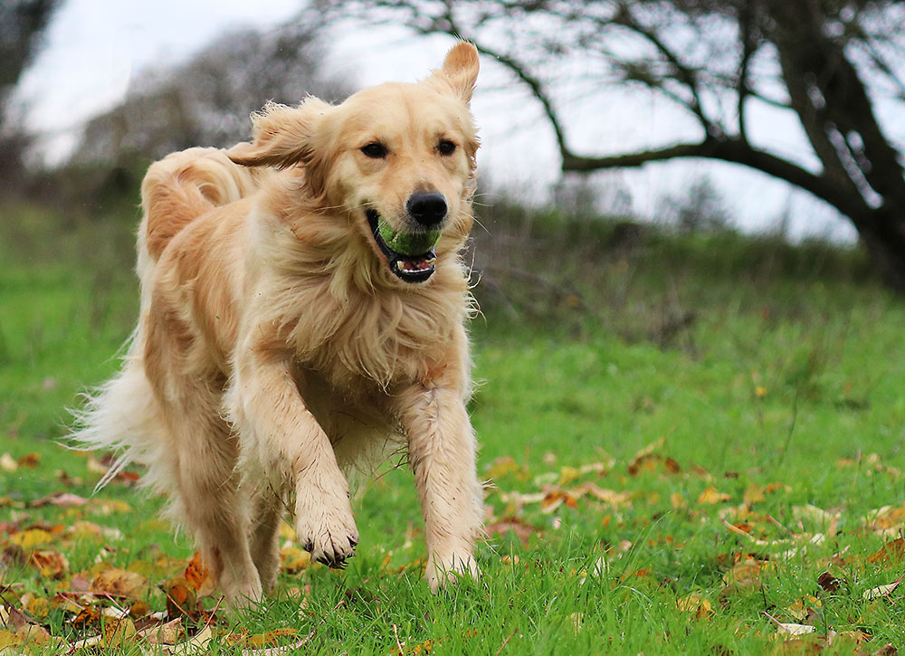 Hình ảnh chó golden retriever
