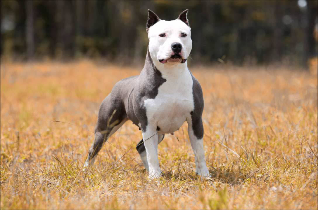 Hình ảnh chó pitbull đẹp