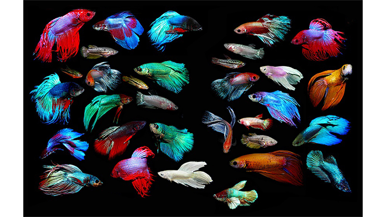 Hình ảnh cá bảy màu