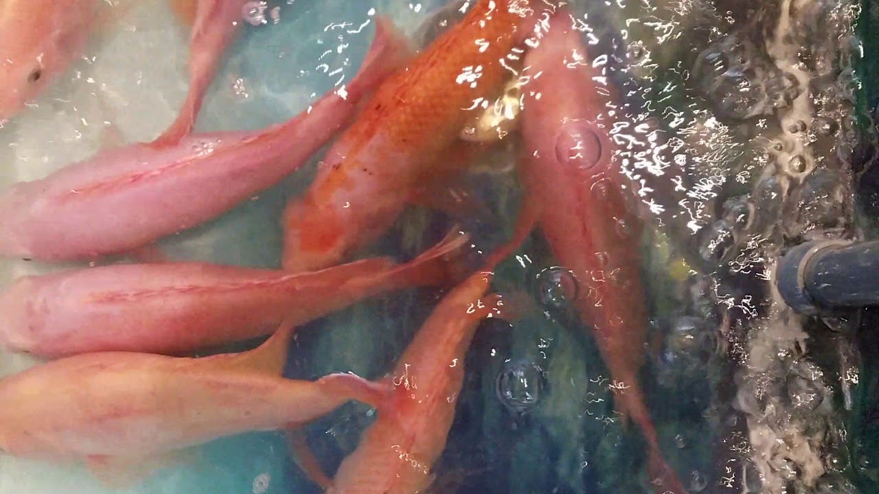 Tải hình ảnh cá điêu hồng
