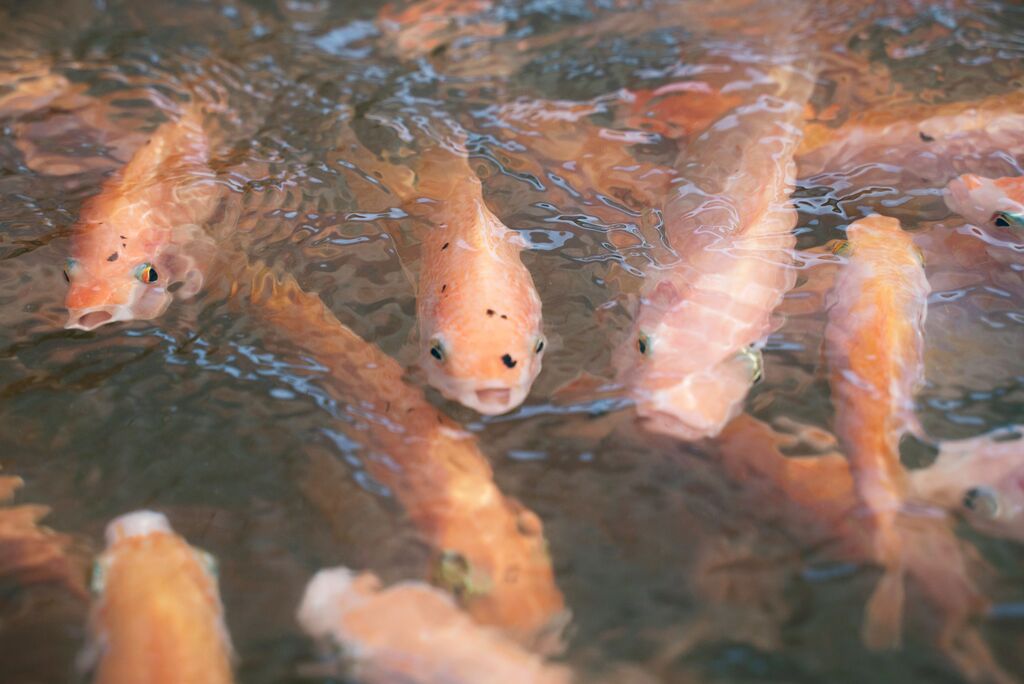 Hình ảnh cá diêu hồng