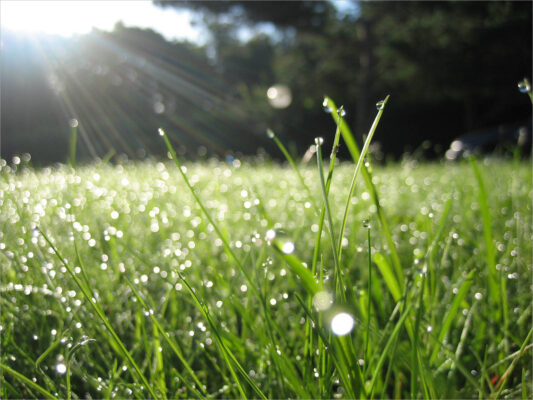 hình ảnh trời nắng và giọt sương sớm trên lá cỏ