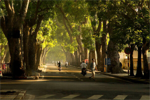 hình ảnh hà nội phố nắng đẹp chiếu qua rạng cây