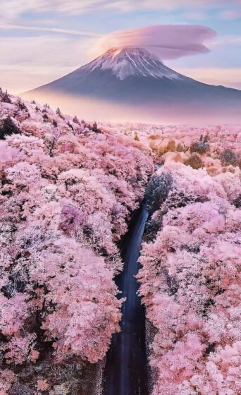 Ảnh núi hoa anh đào Nhật bản ấn tượng