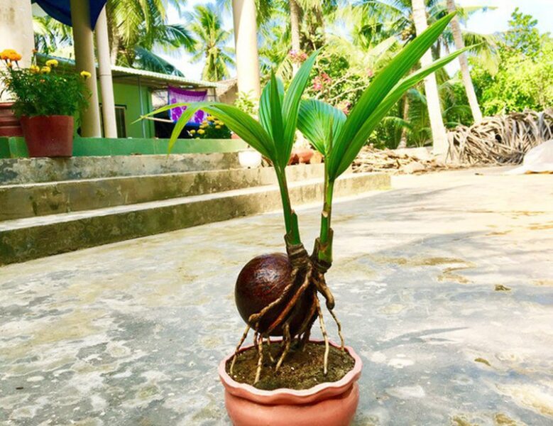 Hình ảnh cây dừa mini tuyệt đẹp