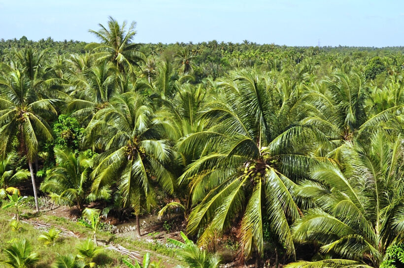 Hình ảnh những cây dừa Bến Tre