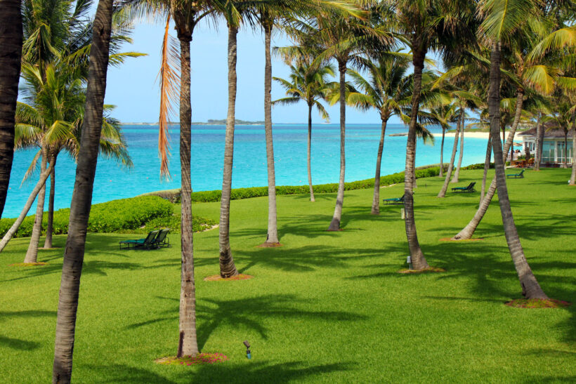 Hình ảnh cây dừa trên thảm cỏ xanh