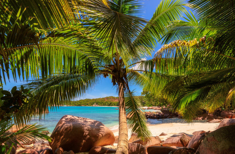 Hình ảnh cây dừa chuẩn HD