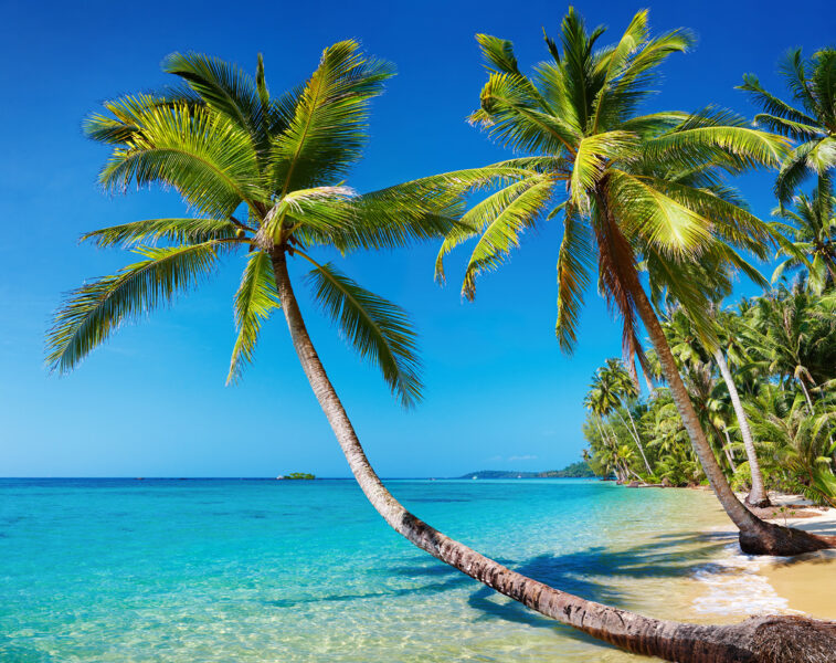 Hình ảnh cây dừa ven biển đẹp