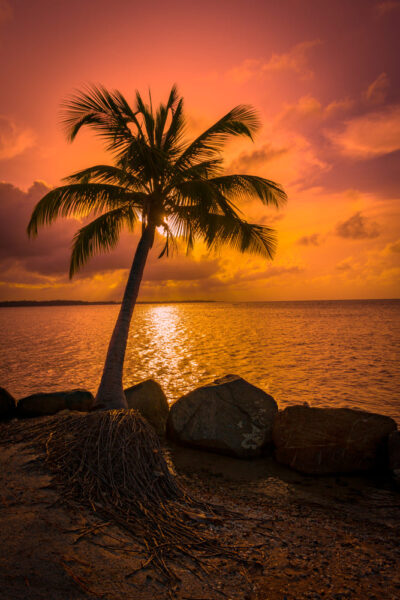 Hình ảnh cây dừa mọc bên bờ
