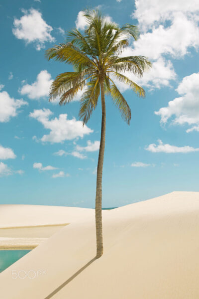 Hình ảnh cây dừa mọc trên cát