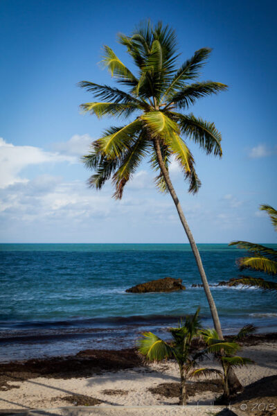 Hình ảnh cây dừa bên bờ biển