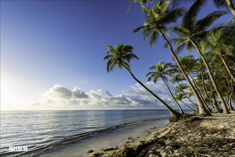 hình ảnh cây dừa mọc bên bờ biển