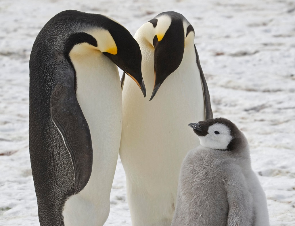 Hình ảnh chim cánh cụt đáng yêu