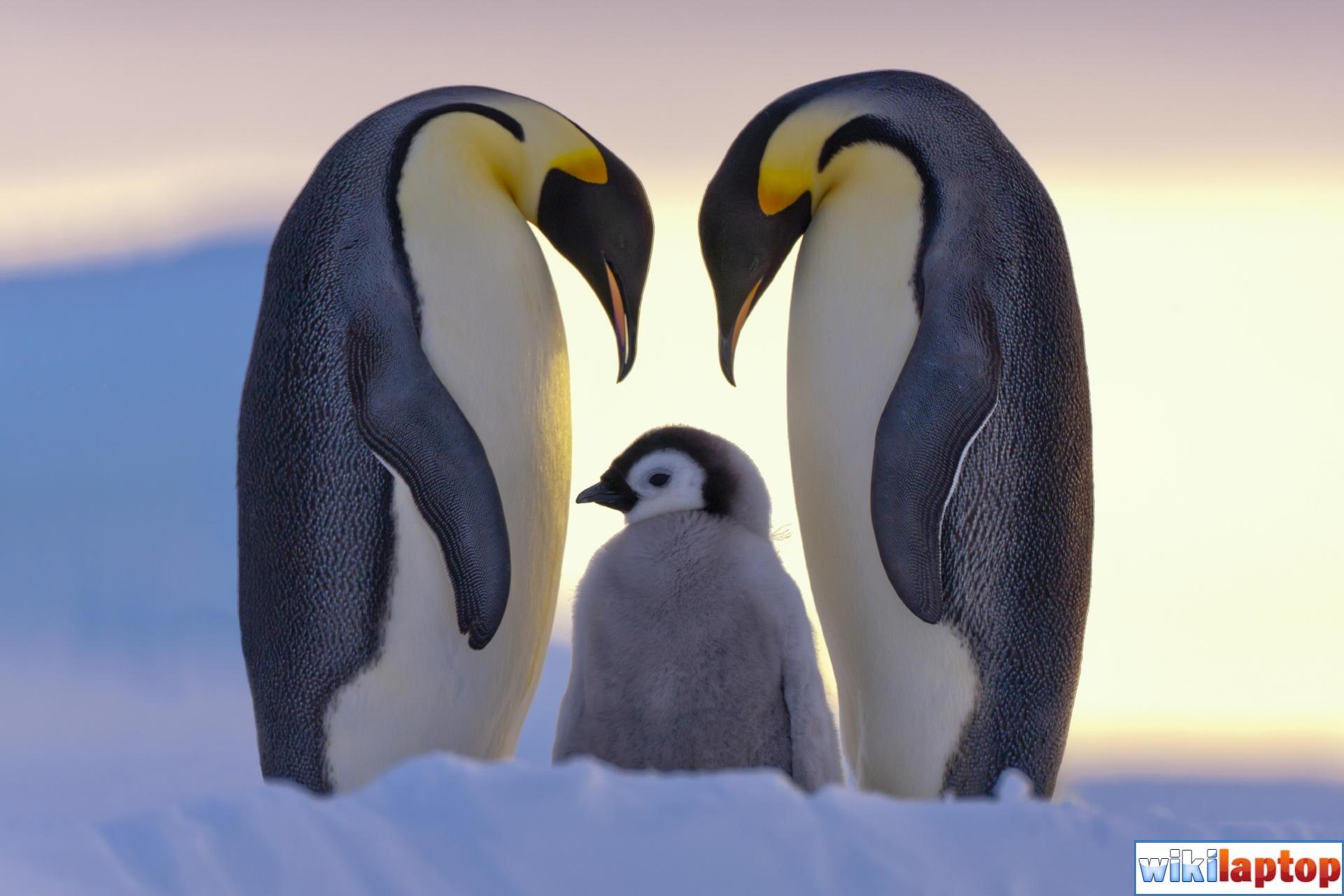 Hình ảnh con chim cánh cụt dễ thương