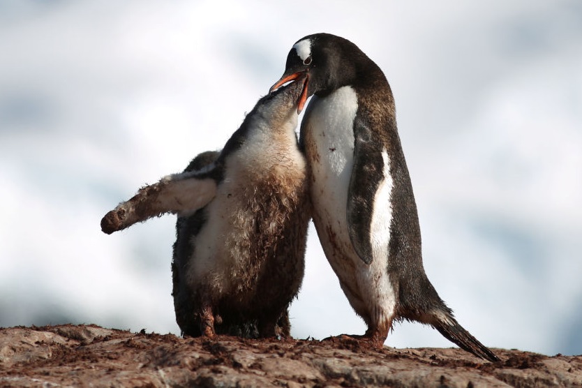 Hình ảnh chim cánh cụt cute