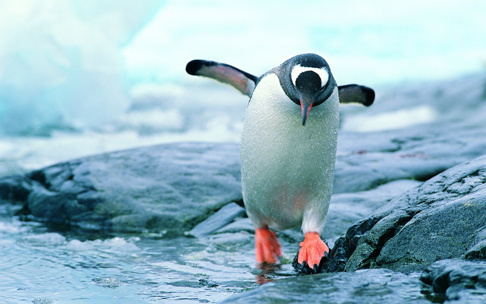 Hình ảnh 3D của chim cánh cụt