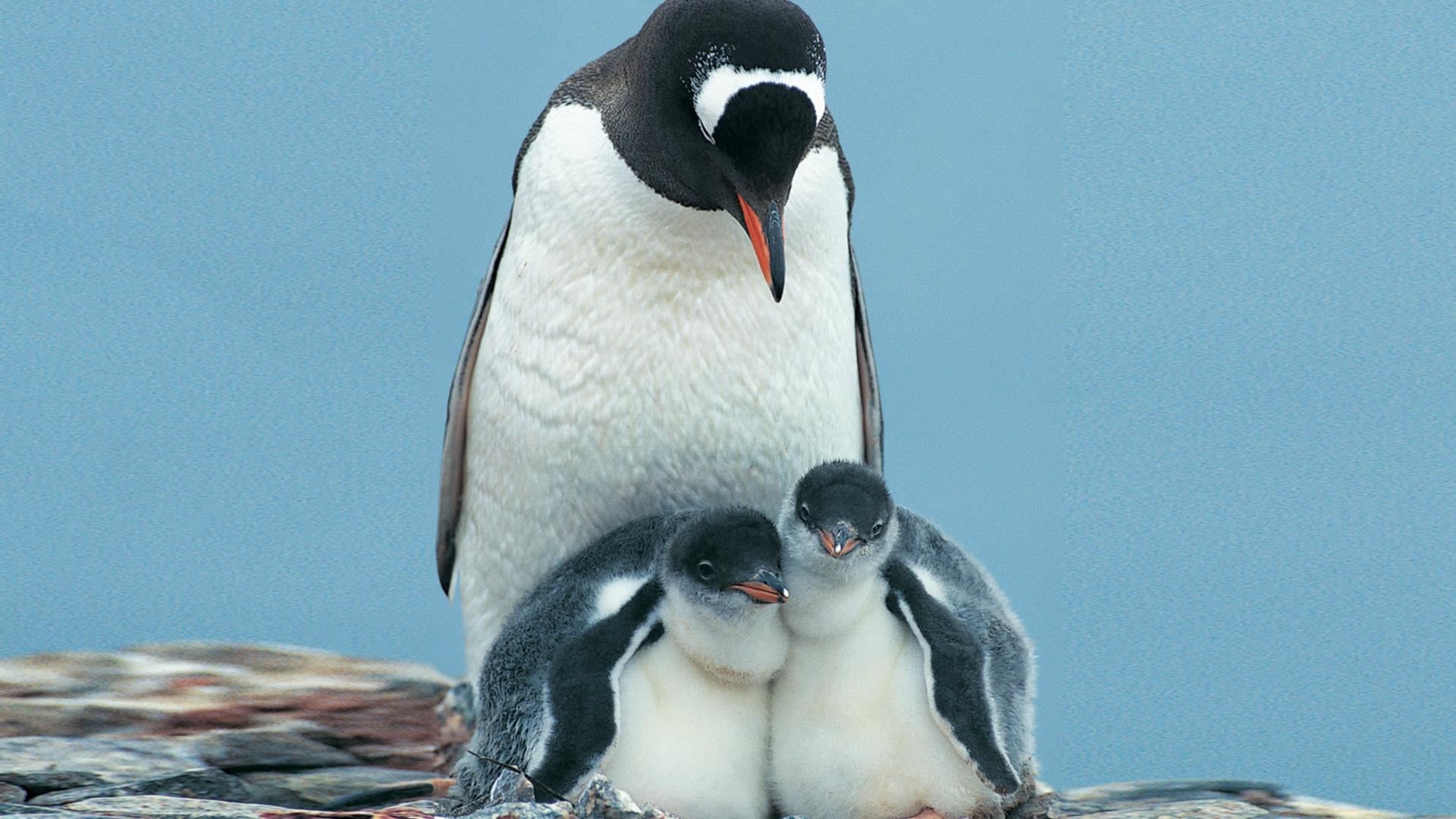 Hình ảnh con chim cánh cụt dễ thương