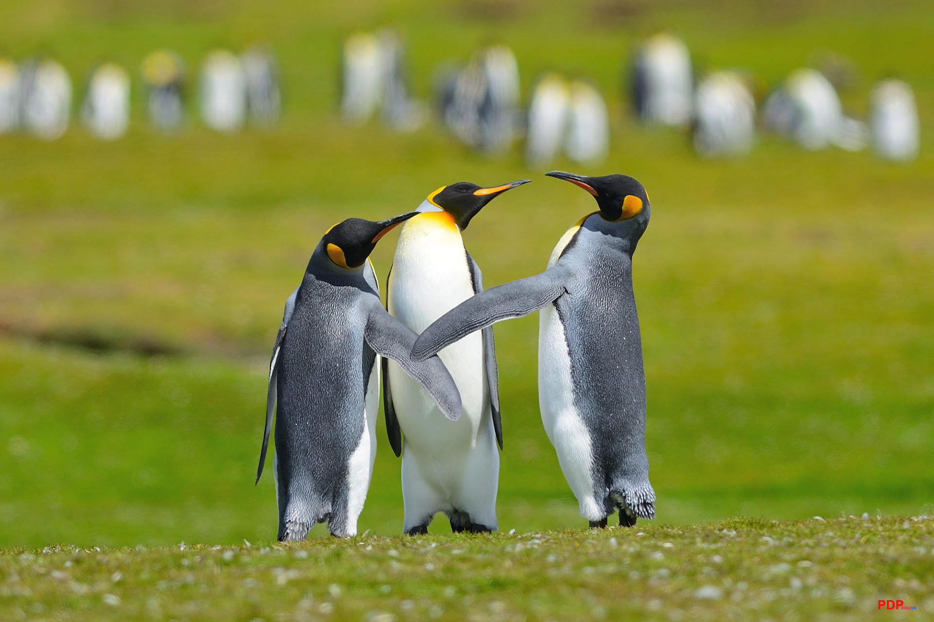 Hình ảnh chim cánh cụt cute