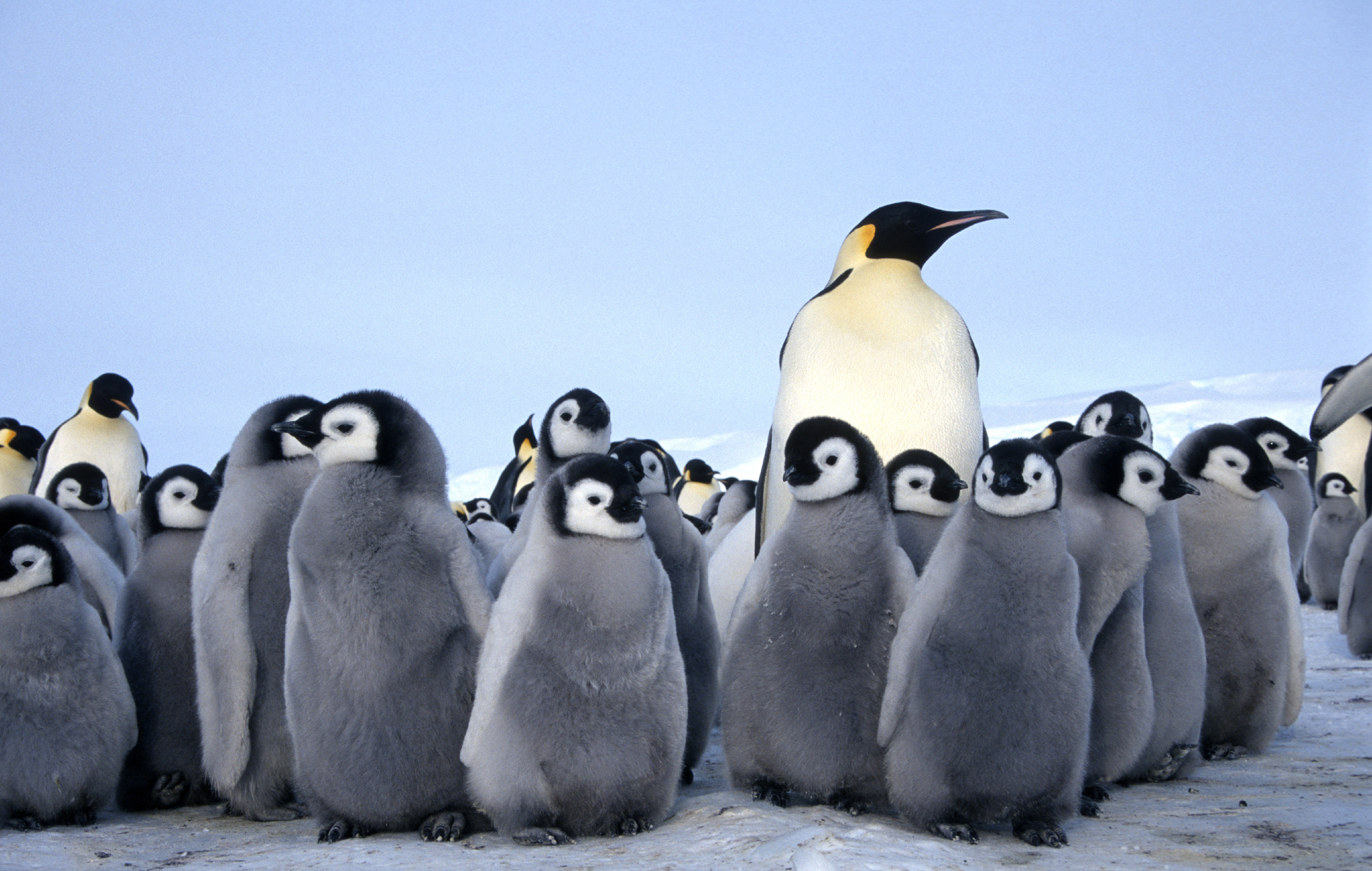 Hình ảnh chim cánh cụt