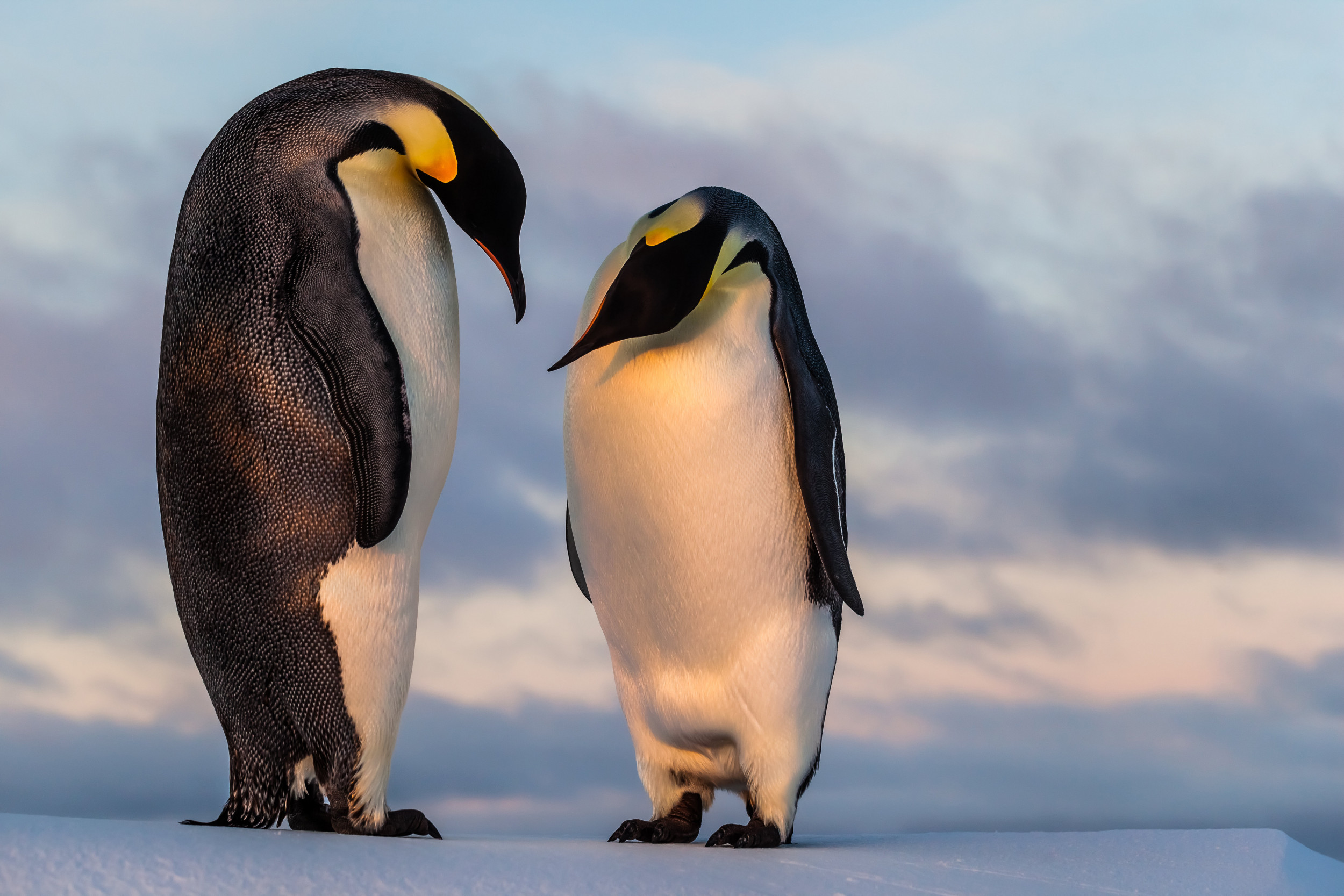 Hình ảnh chim cánh cụt màu vàng