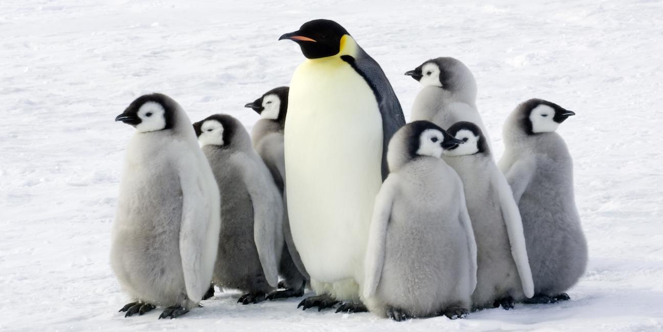 Hình ảnh chim cánh cụt hoàng đế
