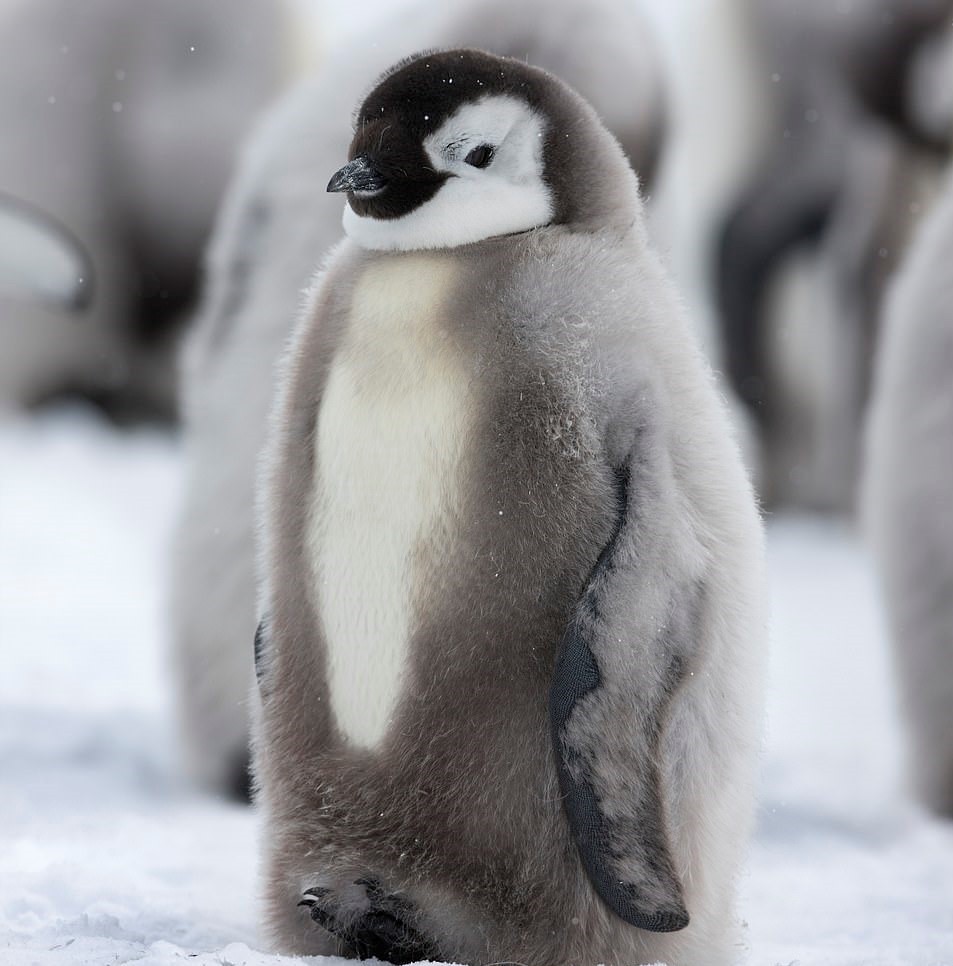 Top 50 hình ảnh chim cánh cụt dễ thương đặc sắc nhất thế giới THCS Võ Thị Sáu