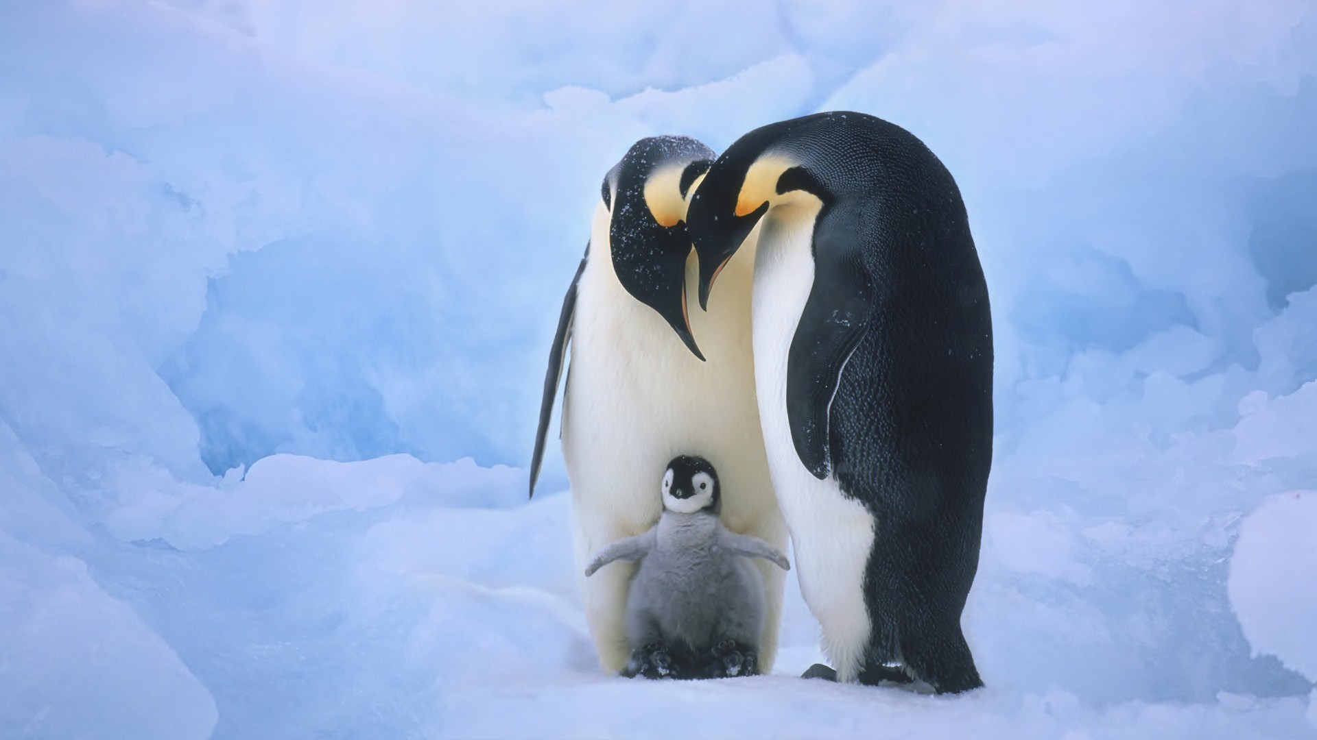 Hình ảnh chim cánh cụt
