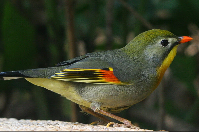 10 loại chim Hoạ Mi - Chim Mi độc đáo và sinh sống tại Việt Nam || Đạt Bird  TV - YouTube