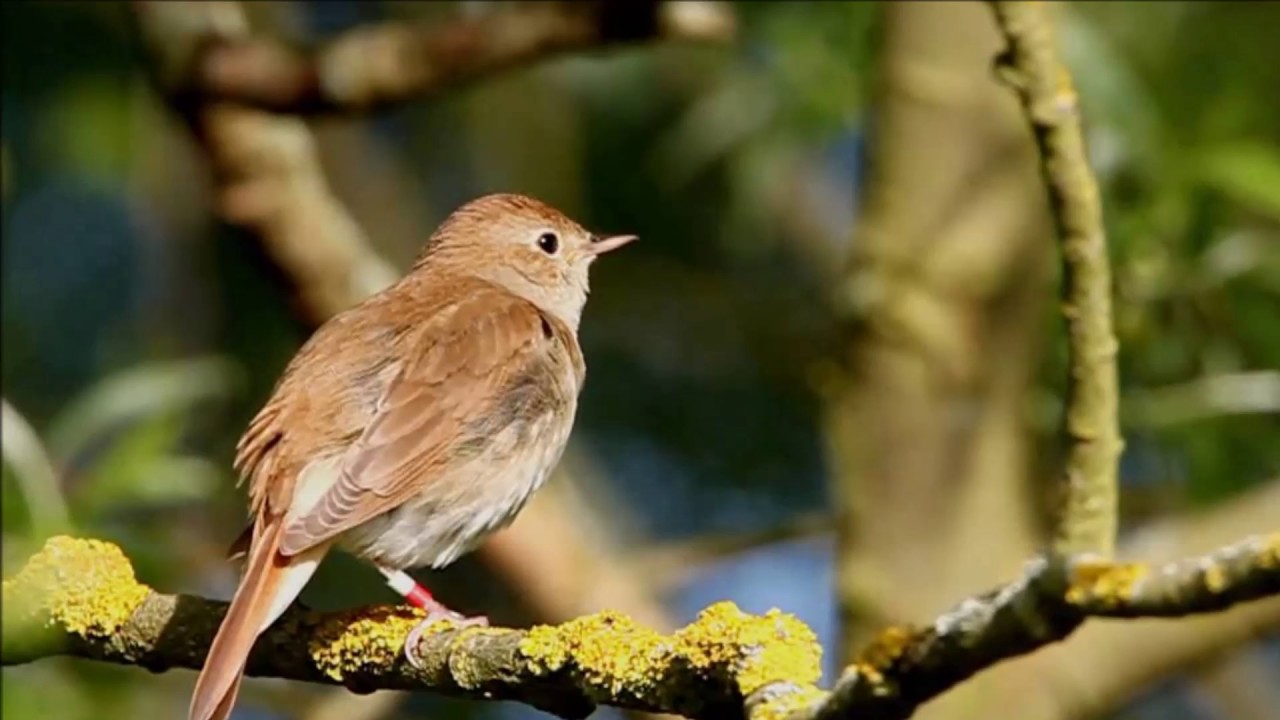 Tiếng chim Tiểu Mi Đất hót hay - Gọi Đàn Cực Chuẩn - YouTube
