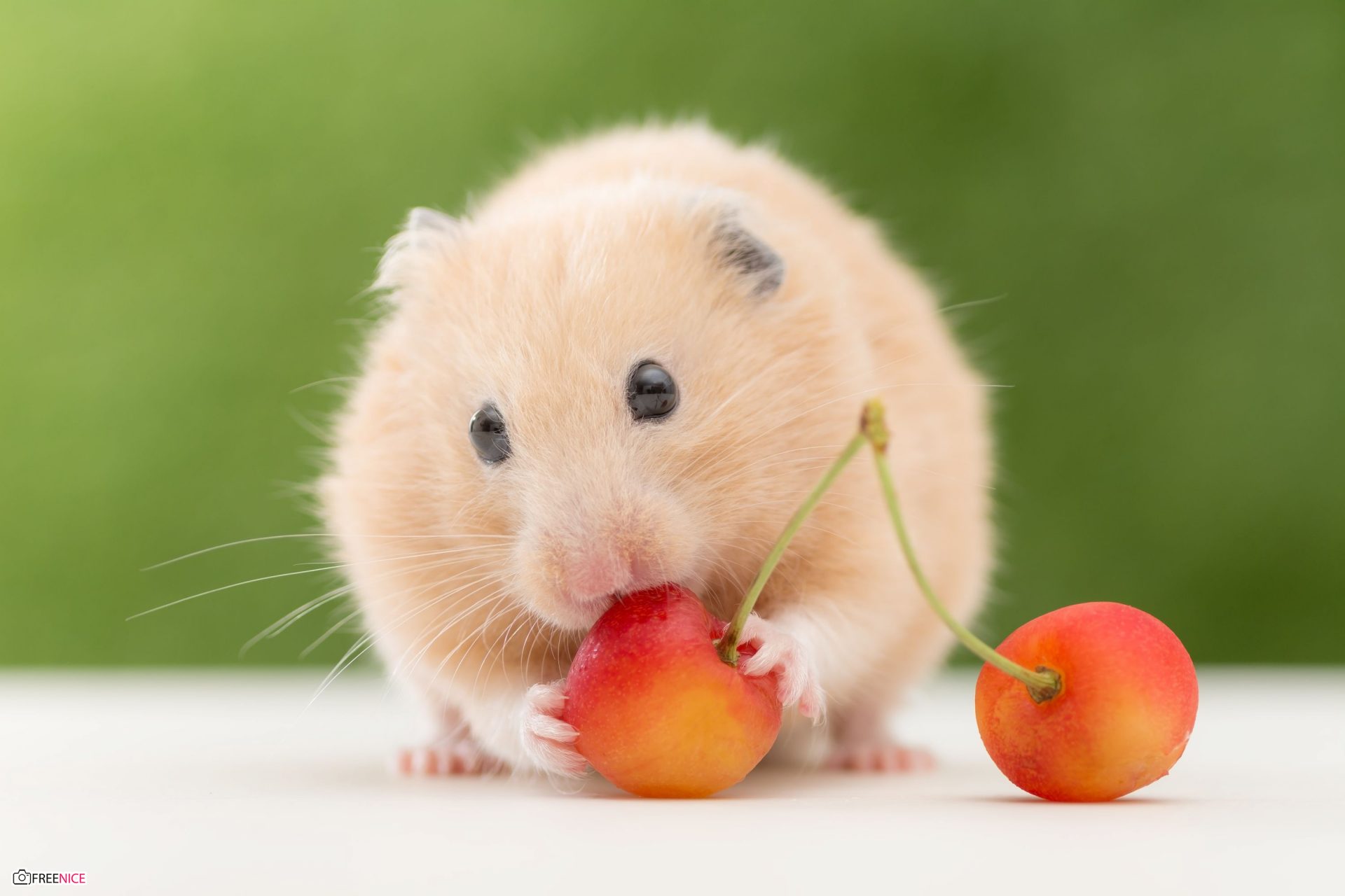 Tổng hợp 58 về hình nền chuột hamster dễ thương hay nhất  Du học Akina