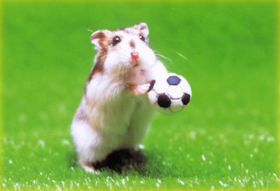Hình ảnh chuột hamster cute