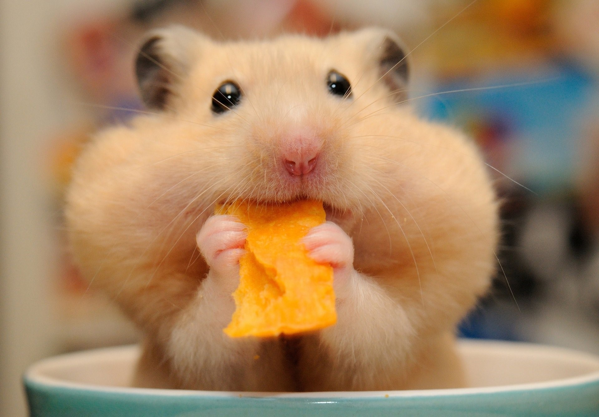 Hình ảnh chuột hamster cute