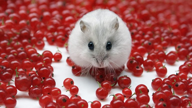 89+ Hình Ảnh Chuột Hamster Siêu Cute Và Dễ Thương Nhất 2023